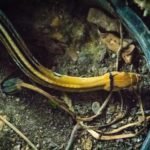 Baby-Kupferkopfnatter