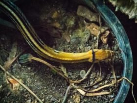 Baby-Kupferkopfnatter