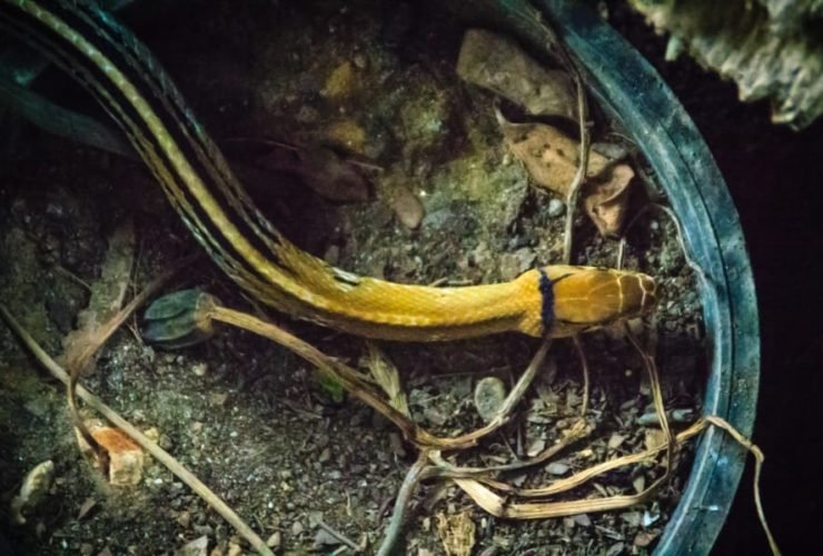 Baby-Kupferkopfnatter