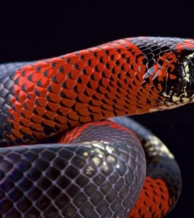 Westliche-Hakennasennatter