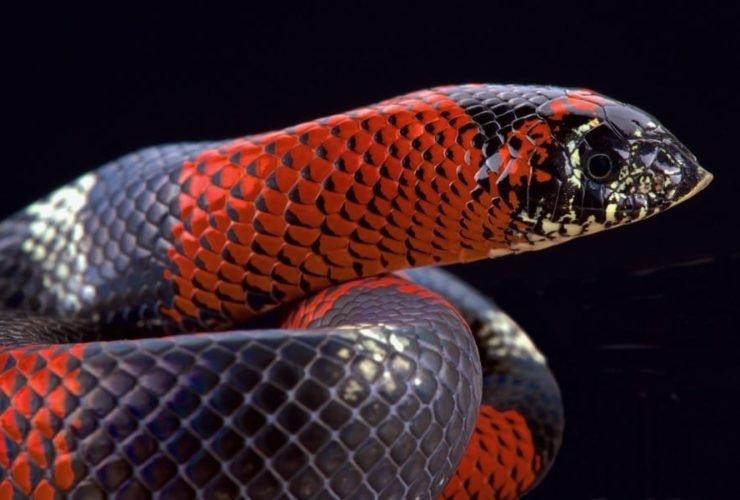 Westliche-Hakennasennatter